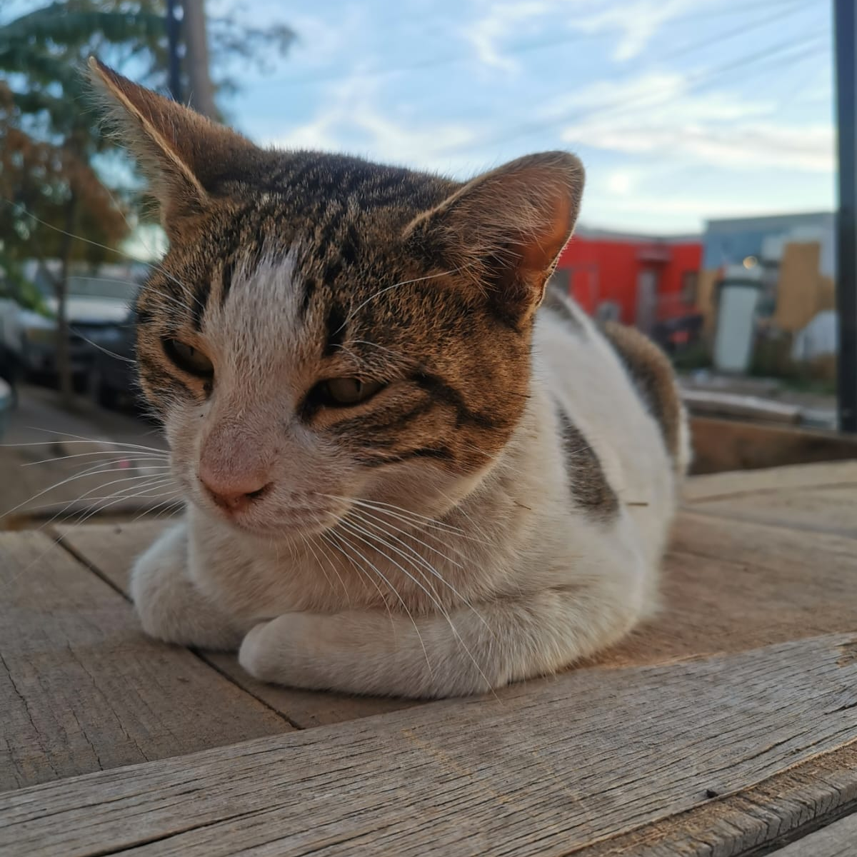 extraño ese gato